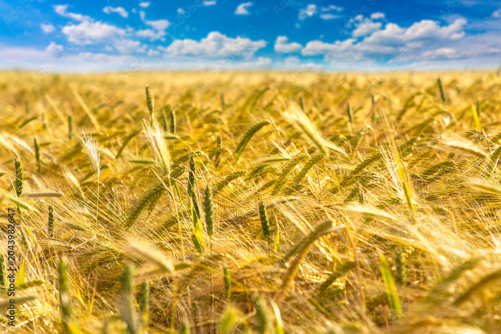 Fototapeta premium Ripe golden wheat farm field with mature grain heads