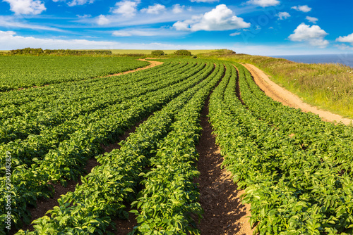 Green Potato Field Rows in farm under Blue Summer Sky