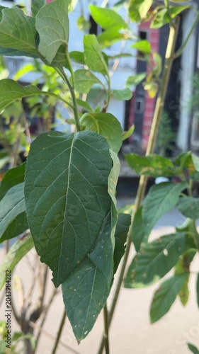 Close Up of Green Leaf on Young Plant in Outdoor Garden