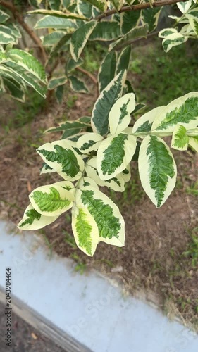 Variegated Green and White Leaves on Ornamental Garden Shrub
