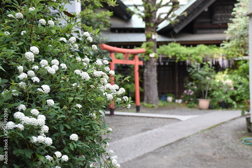 蔵前神社の赤い鳥居と季節の花風景