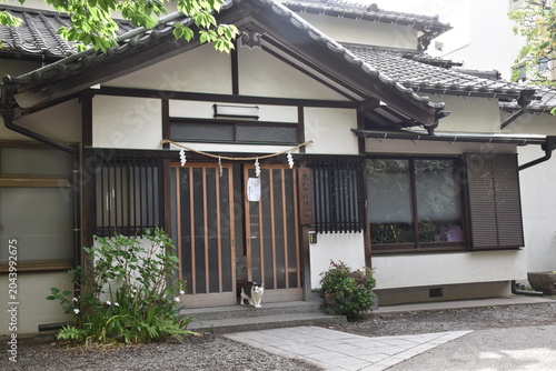 神社で暮らす白黒猫のある風景