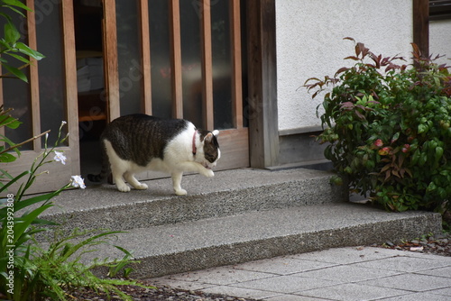 神社で暮らす白黒猫のある風景