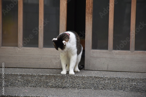 神社で暮らす白黒猫のある風景