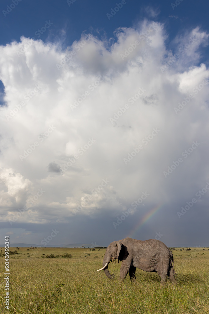 Fototapeta premium Elephant and Storm Clouds