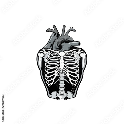 Grayscale vector illustration of a human thoracic rib cage and spinal column arranged in a heart silhouette with a detailed anatomical heart organ, isolated on white.