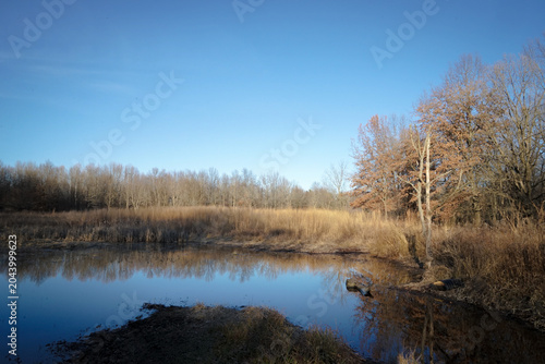 trees on the river