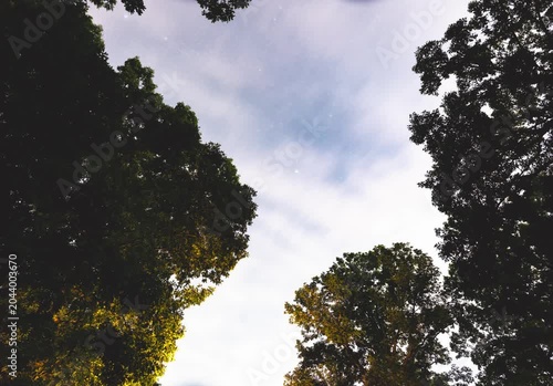 trees in the sky