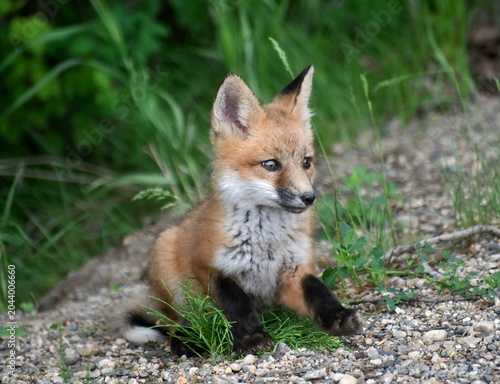 red fox vulpes