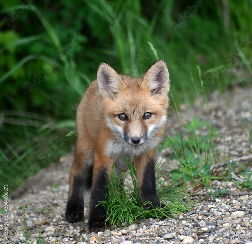 red fox vulpes