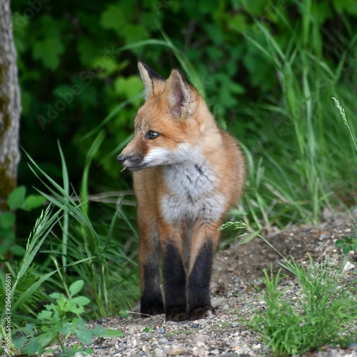 red fox vulpes