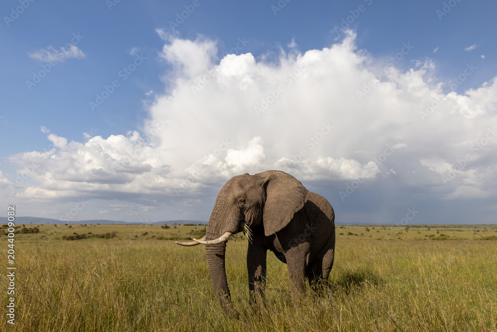 Fototapeta premium Elephant and Storm Clouds