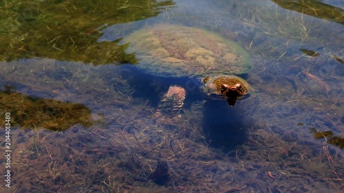 Snapping Turtle in a Pond