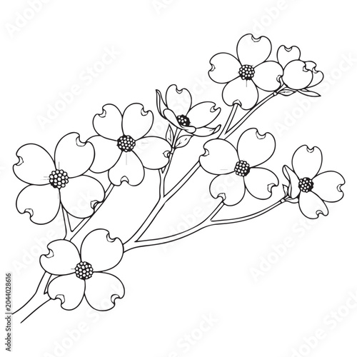 Dogwood blossom branch line art vector for botanical illustration and coloring page design