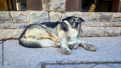 Stray dog sleeping on stone steps