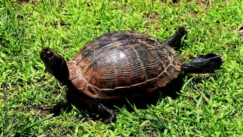 turtle on grass