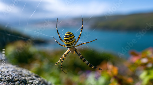 Wasp spider poised in web above coastal blurred background