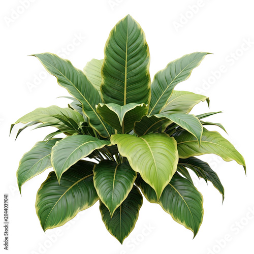 Lush Green Spathiphyllum Plant with Broad Leaves.