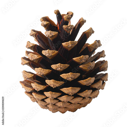 pinecone, Generated image	
