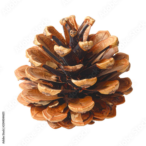 pinecone, Generated image	
