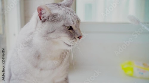 Close Up of White and Gray Domestic Cat Indoors