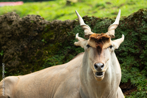 Quadro su tela The common eland (Taurotragus oryx), also known as the southern eland or eland antelope, is a large savannah and plains antelope found in East and Southern Africa