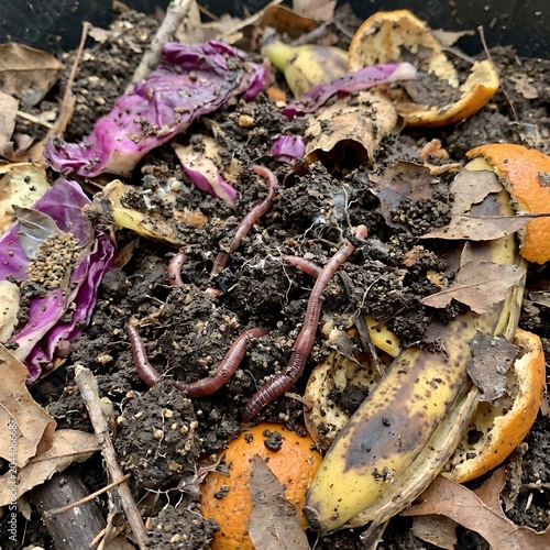 Composting Worms Breaking Down Organic Kitchen Waste Material Naturally