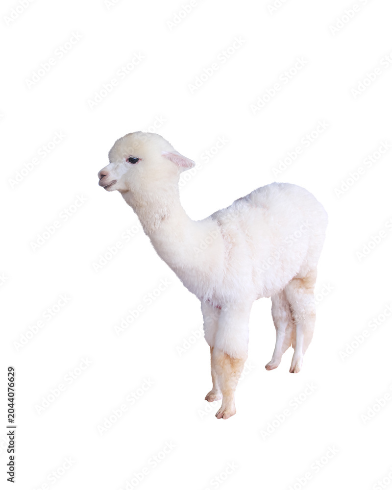 Naklejka premium Cute alpaca isolated on white background , clipping pah