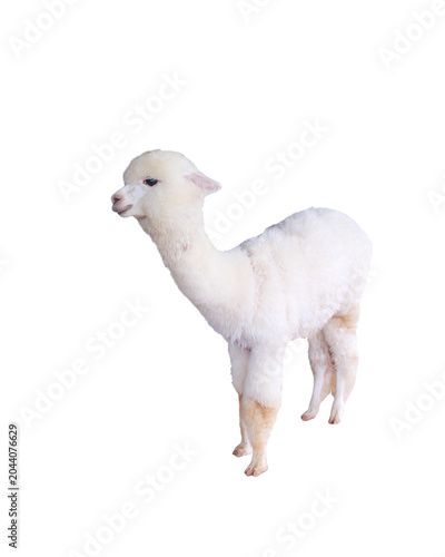 Cute alpaca isolated on white background , clipping pah