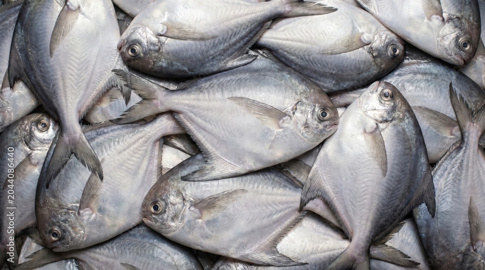 Obraz premium Fresh raw silver pomfret fish stacked together in a market display creating a detailed texture of shiny metallic scales and sharp fins for culinary background