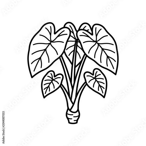 Taro plant icon with large leaves and corm.