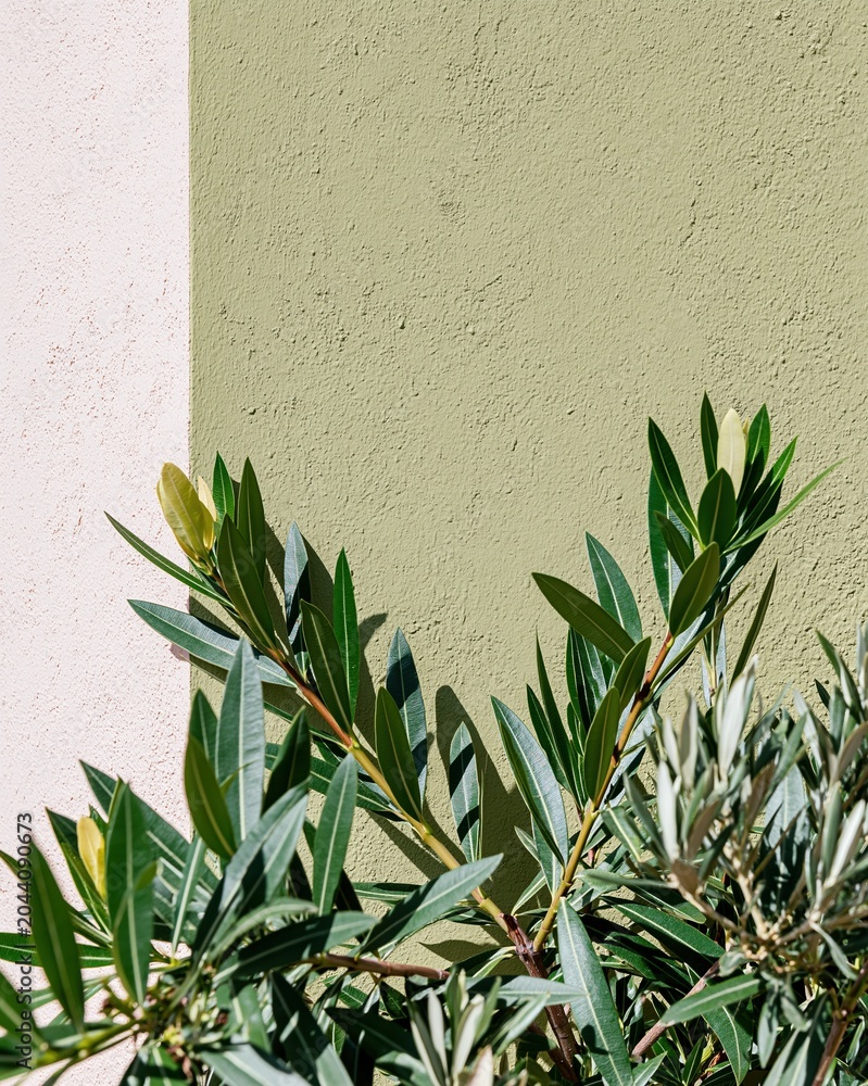 Obraz premium Green and beige plaster wall with green leafy branches overlapping for organic lifestyle branding, interior design backdrop and botanical campaign with copy space