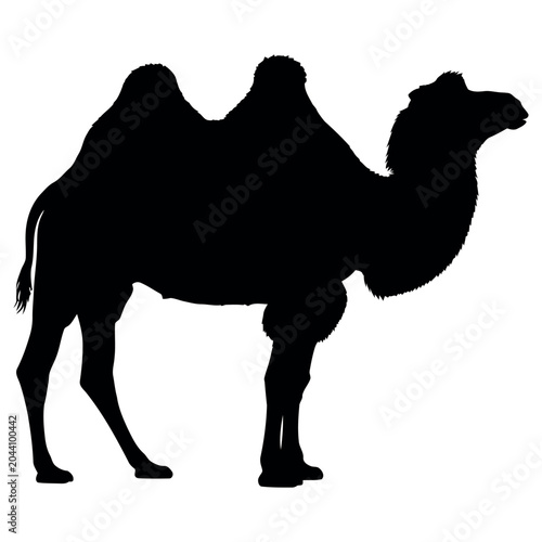 Fotografija Detailed black silhouette of a two humped bactrian camel standing in profile cap