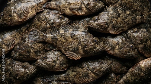 Fresh raw scorpionfish piled together for market sale with detailed scales and wet texture displaying culinary quality for seafood gastronomy and healthy cooking