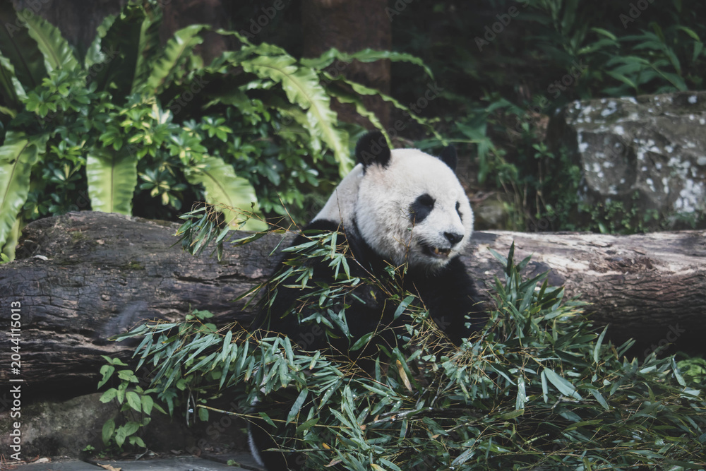 Obraz premium Giant panda eating green bamboo in nature
