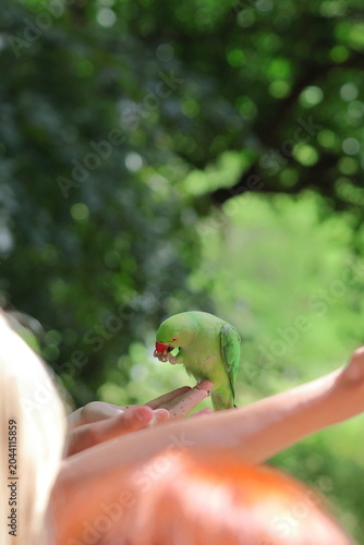 tourist feeding green ring necked parakeet in st. james park london