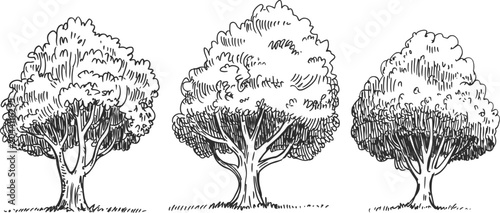 Valokuva Vintage tree collection illustration, engraved deciduous woodland trees with det