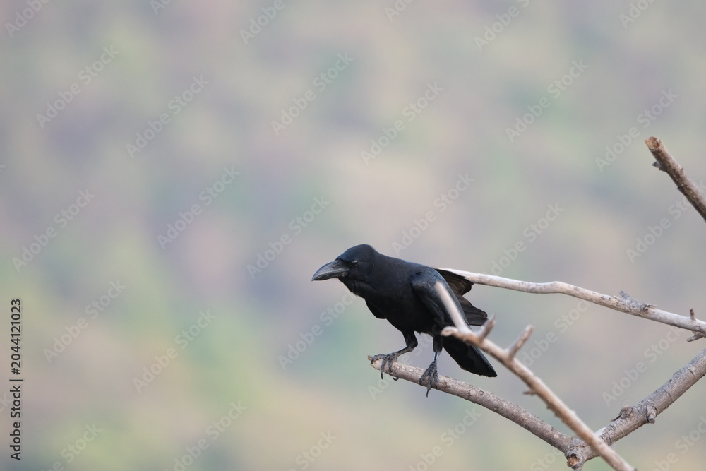 Fototapeta premium House crow perched on branch with soft background