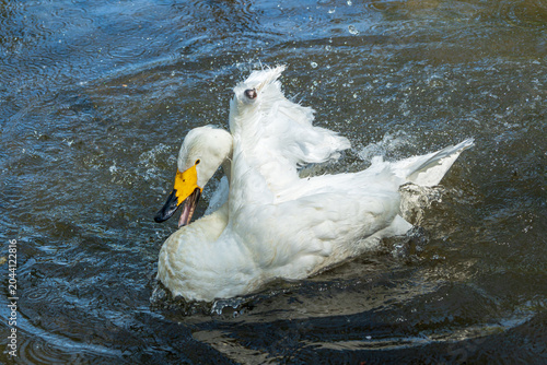 Schilderij op canvas A close-up of a wild whooper swan vigorously bathing in the lake.