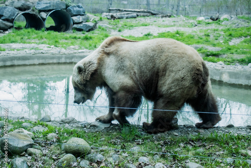 Canvas Print A grizzly brown bear in the zoo eating