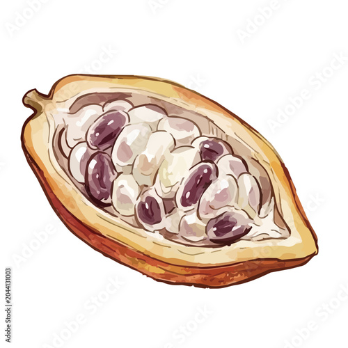 Item-style watercolor cacao pod illustration, elegant minimalist chocolate beans for luxury organic confectionery branding ／ カカオのイラスト