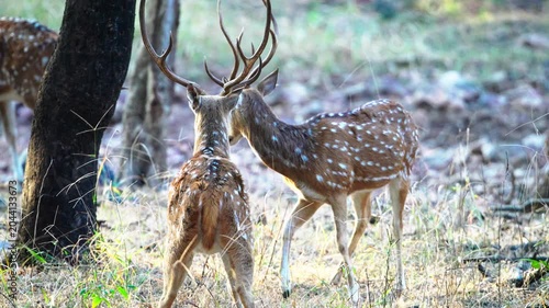 Two male spotted chital deer with large antlers interact in the wild Indian forest. Authentic wildlife behavior captured in cinematic natural light.