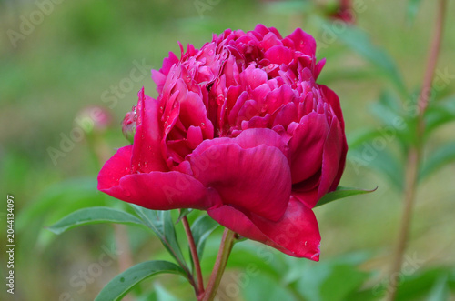 Cuadro en lienzo Paeonia ' Felix Supreme ' rich ruby red blooming flower