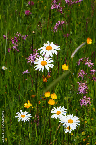 Wildblumenwiese mit Magerwiesen Margerite Kuckucks Lichtnelke und Scharfem Hahnenfuß