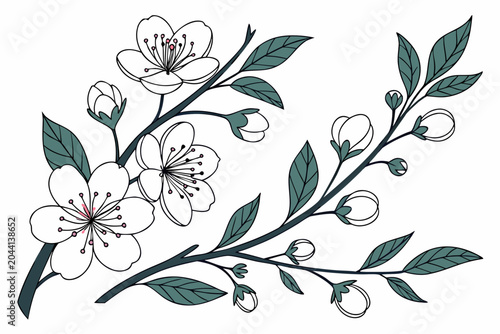 Beautiful vector illustration of blooming cherry blossom branch with white flowers and green leaves on a clean white background design