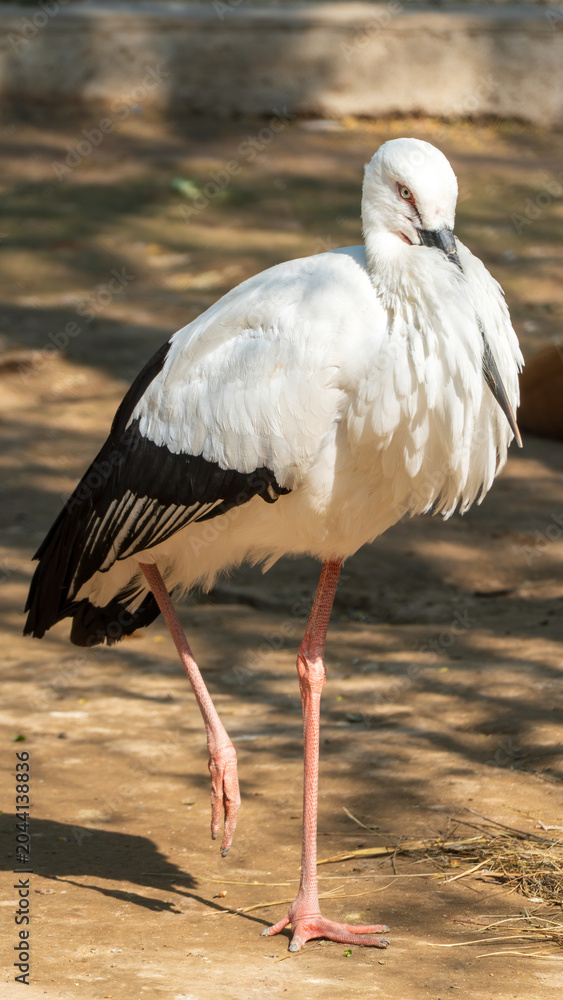 Fototapeta premium A close-up photo of an Oriental white stork standing on one leg in the sunlight.