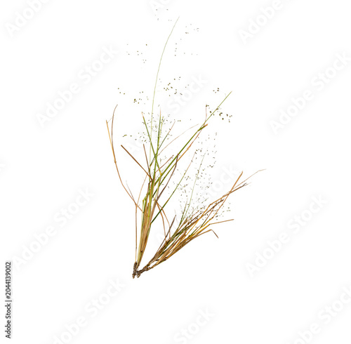 Фотография Clump of dry wild grass stalks with delicate seed particles isolated on transpar
