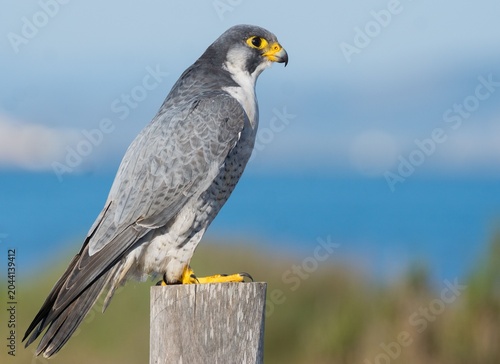Canvas Print A closeup of a Shaheen falcon, Falco peregrinus peregrinator side profile perche