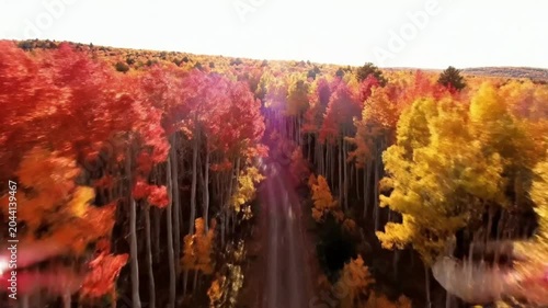 Aerial drone flight above vibrant colorful autumn forest canopy