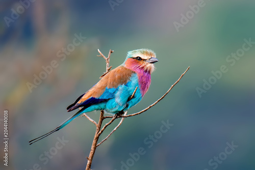 Colorful Lilac-breasted roller bird perched on tree branch